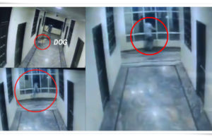 हैदराबादमध्ये हॉटेलमधून पडून तरुणाचा मृत्यू; कुत्र्याच्या मागे धावता धावता झाली भीषण दुर्घटना.